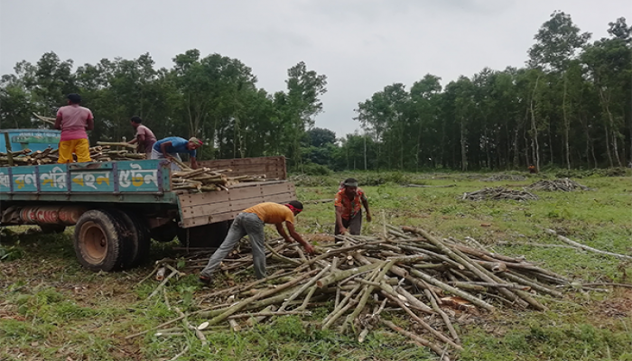 টাঙ্গাইলে অনুমতি না নিয়ে গাছ কাটা, অদৃশ্য কারণে নির্বাক বন বিভাগ