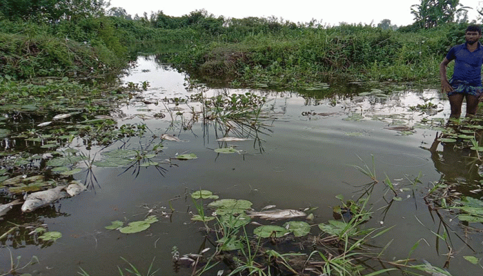 ধুনটে বিষ প্রয়োগ করে ৪টি পুকুরের মাছ নিধন
