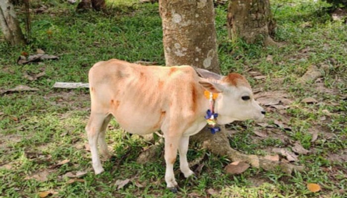 রানির পরে এবার খর্বাকৃতির টুনটুনি