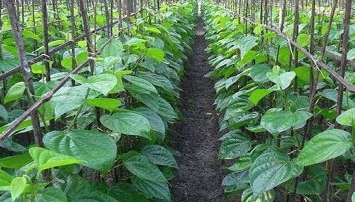 গোড়াপচা রোগে ঝরছে পান, বিপাকে চাষি