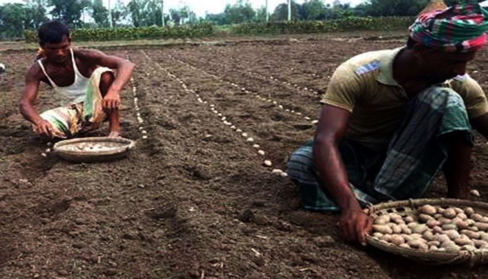 আগাম জাতের আলু চাষে ব্যস্ত চাষিরা