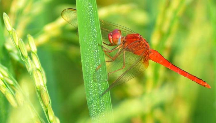 প্রকৃতিতে শীতের আমেজ