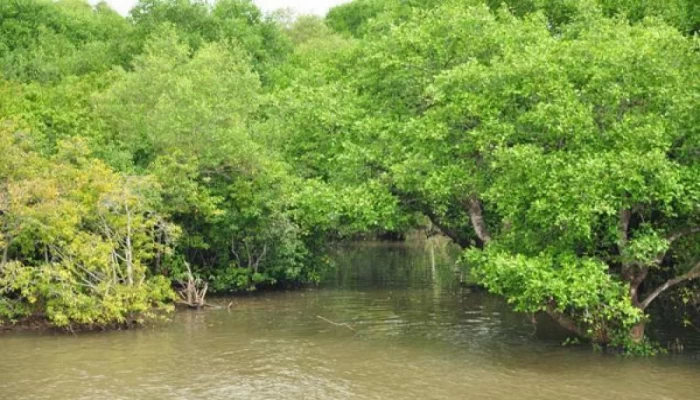 দস্যুদের উৎপাতমুক্ত সুন্দরবন
