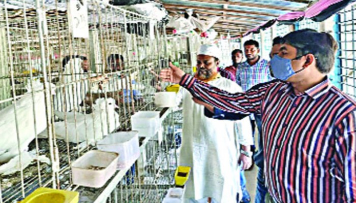 শখের কবুতর খামারে লাখ টাকা আয়
