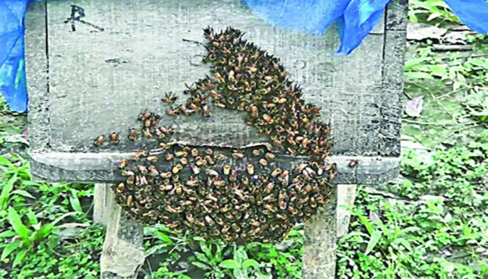 কুলের ফুল থেকে মধু