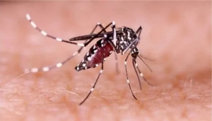ডেঙ্গুতে আরও ১৬৩ জন হাসপাতালে ভর্তি