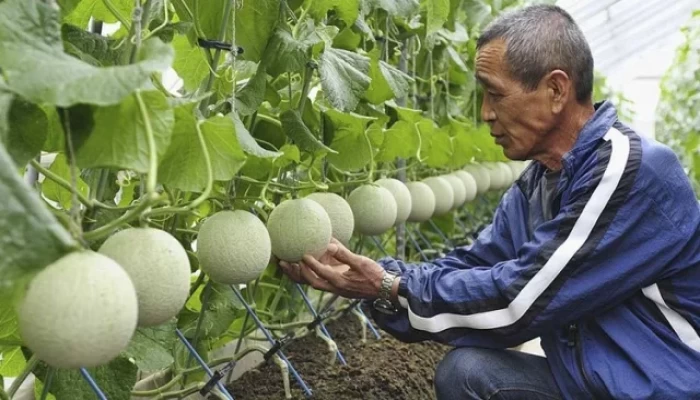 এই ফলের এক কেজির দাম ২০ লক্ষ টাকা
