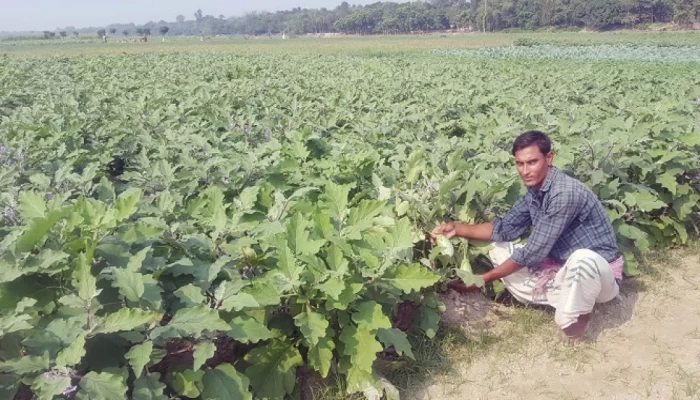 শীতকালীন সবজিতে সবুজ পদ্মার চরাঞ্চল