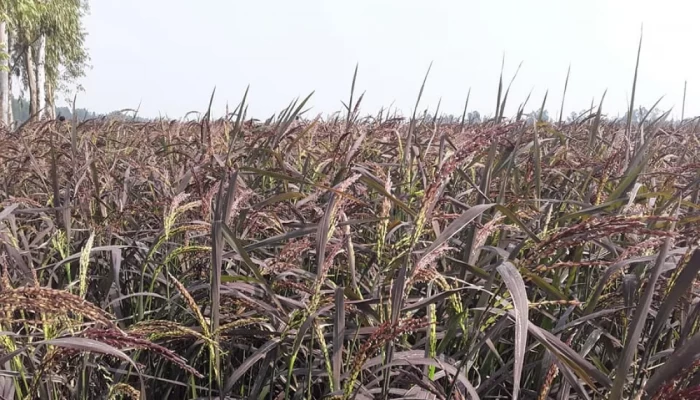 জয়পুরহাটে চাষ হচ্ছে ব্ল্যাক রাইচ
