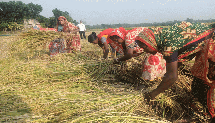 গোমস্তাপুরে আমন ধান কাটতে ব্যস্ত কৃষক