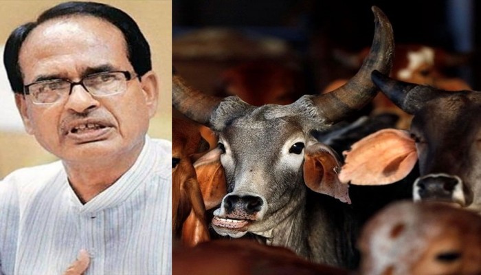 গোমূত্র ও গোবর ভারতের অর্থনীতিকে শক্তিশালী করবে : মধ্যপ্রদেশের মুখ্যমন্ত্রী