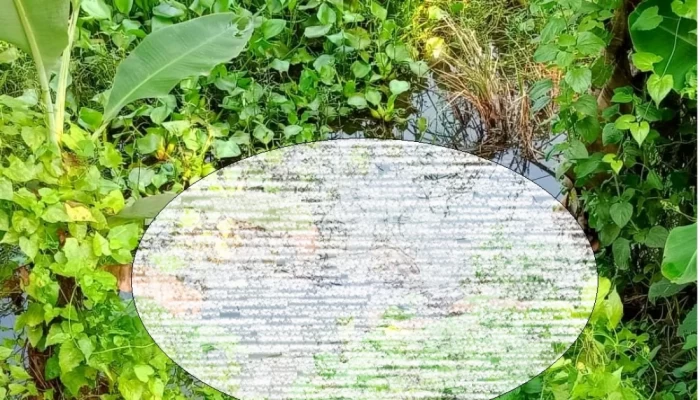 শাহরাস্তিতে ডোবায় অজ্ঞাত এক যুবকের অর্ধগলিত মরদেহ উদ্ধার