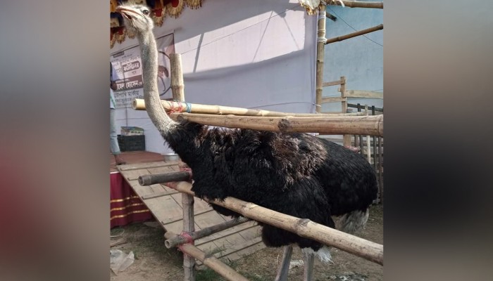 জীবিত উট পাখি নিয়ে কাউন্সিলর প্রার্থীর প্রচারণার অভিযোগ