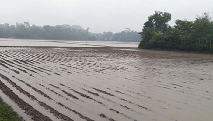 টানা বৃষ্টিতে ১৭ হাজার হেক্টর আলুখেত পানির নিচে