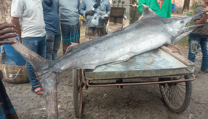 বঙ্গোপসাগরে জেলের জালে 'গোলপাতা' মাছ