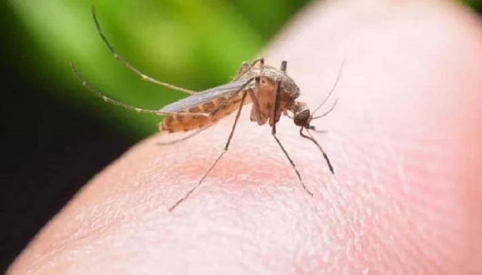 ডেঙ্গুতে আক্রান্ত হয়ে আরও ৩১ জন হাসপাতালে
