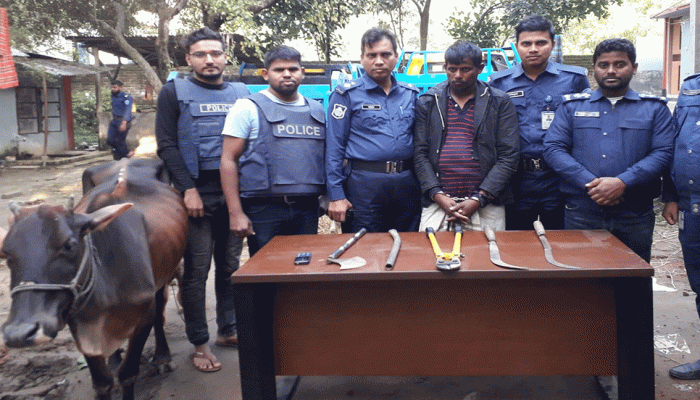 পুলিশ ও গরুচোর রাতভর লুকোচুরি, আটক ১