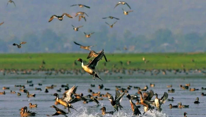 হাকালুকি হাওরে পাখি শিকারিরা বেপরোয়া