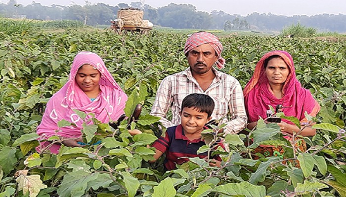মানিকগঞ্জে বেগুন চাষে লাভবান হচ্ছে কৃষক