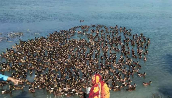 যেভাবে আসমা দম্পতি এখন লাখপতি
