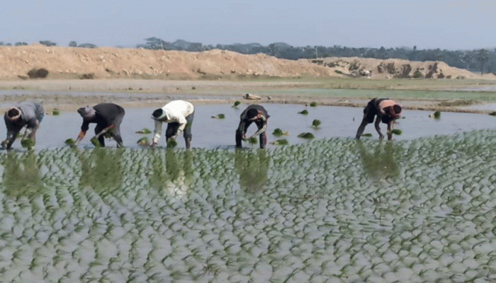 বোরো চাষে ব্যস্ত চাঁপাইনবাবগঞ্জের কৃষক